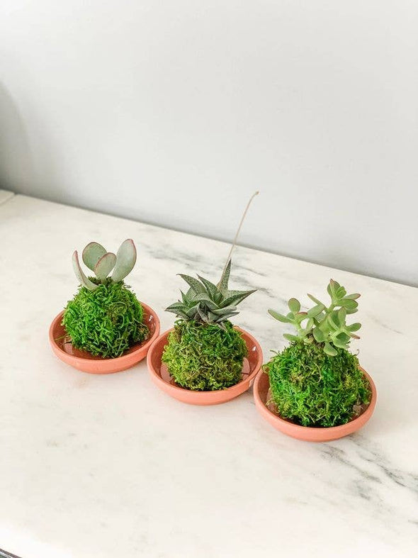 Mini Kokedamas (Succulents) in Glass Bowl
